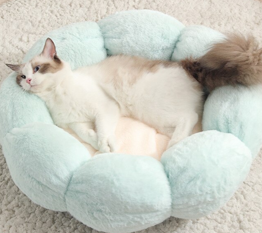 Статья 4 кошки. Карт. 2 (900х800).jpg