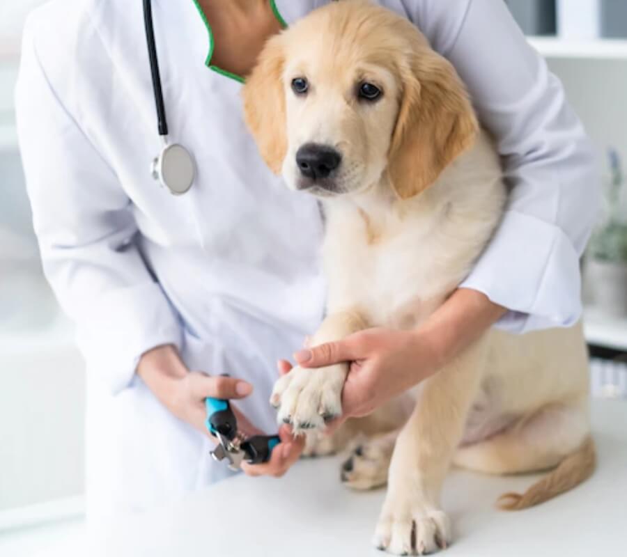 как постричь когти собаке TiTBiT как постричь когти собаке TiTBiT